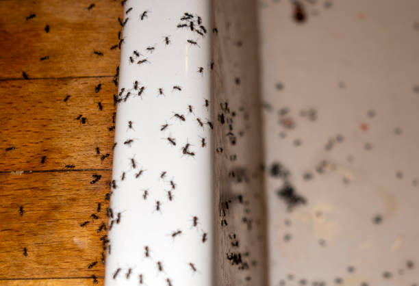 Best Local Pest Control Services  in Hamburg, PA